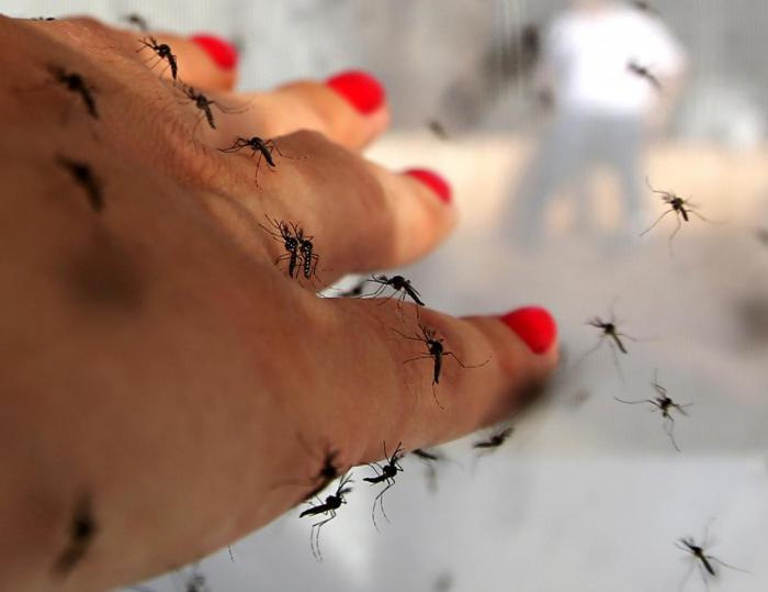 В Оренбурге готовятся травить комаров